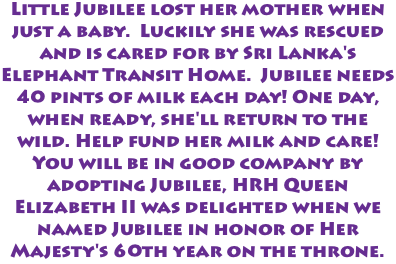 Little Jubilee lost her mother when just a baby. Luckily she was rescued and is cared for by Sri Lanka's Elephant Transit Home. Jubilee needs 40 pints of milk each day! One day, when ready, she'll return to the wild. Help fund her milk and care! You will be in good company by adopting Jubilee, HRH Queen Elizabeth II was delighted when we named Jubilee in honor of Her Majesty's 60th year on the throne.