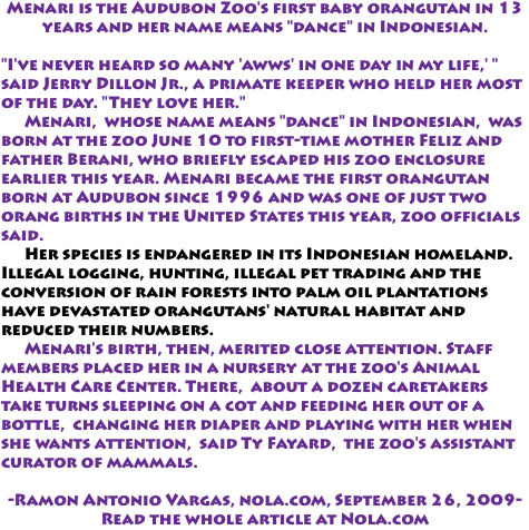 Menari is the Audubon Zoo's first baby orangutan in 13 years and her name means "dance" in Indonesian. "I've never heard so many 'awws' in one day in my life,' " said Jerry Dillon Jr., a primate keeper who held her most of the day. "They love her." Menari, whose name means "dance" in Indonesian, was born at the zoo June 10 to first-time mother Feliz and father Berani, who briefly escaped his zoo enclosure earlier this year. Menari became the first orangutan born at Audubon since 1996 and was one of just two orang births in the United States this year, zoo officials said. Her species is endangered in its Indonesian homeland. Illegal logging, hunting, illegal pet trading and the conversion of rain forests into palm oil plantations have devastated orangutans' natural habitat and reduced their numbers. Menari's birth, then, merited close attention. Staff members placed her in a nursery at the zoo's Animal Health Care Center. There, about a dozen caretakers take turns sleeping on a cot and feeding her out of a bottle, changing her diaper and playing with her when she wants attention, said Ty Fayard, the zoo's assistant curator of mammals. -Ramon Antonio Vargas, nola.com, September 26, 2009- Read the whole article at Nola.com
